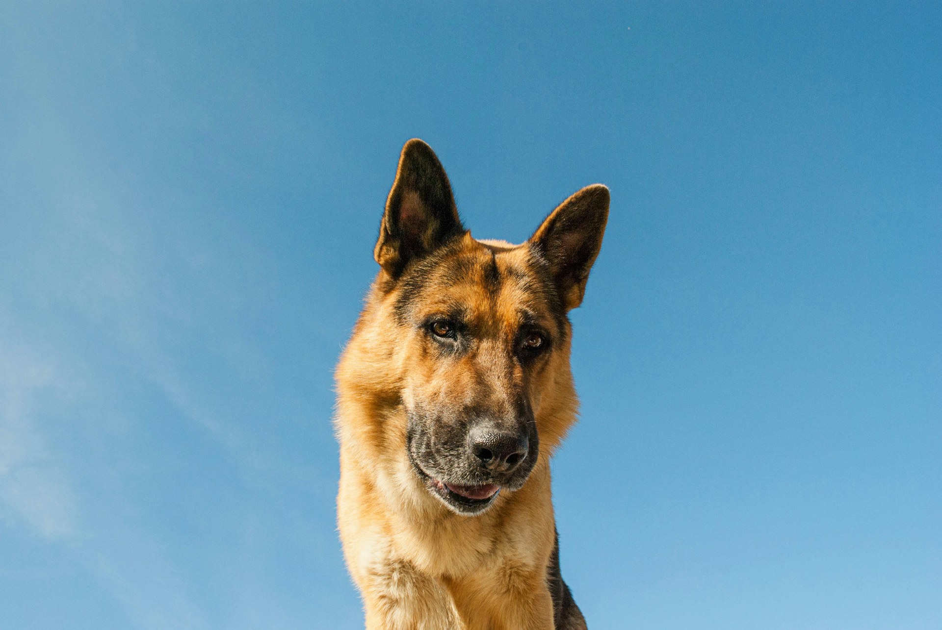 German Shepherd security dog